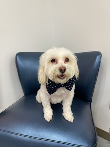 Aspirin Dot Navy Bowtie