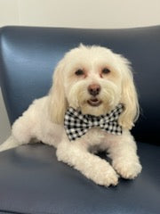 Black and White Check Bowtie Collar