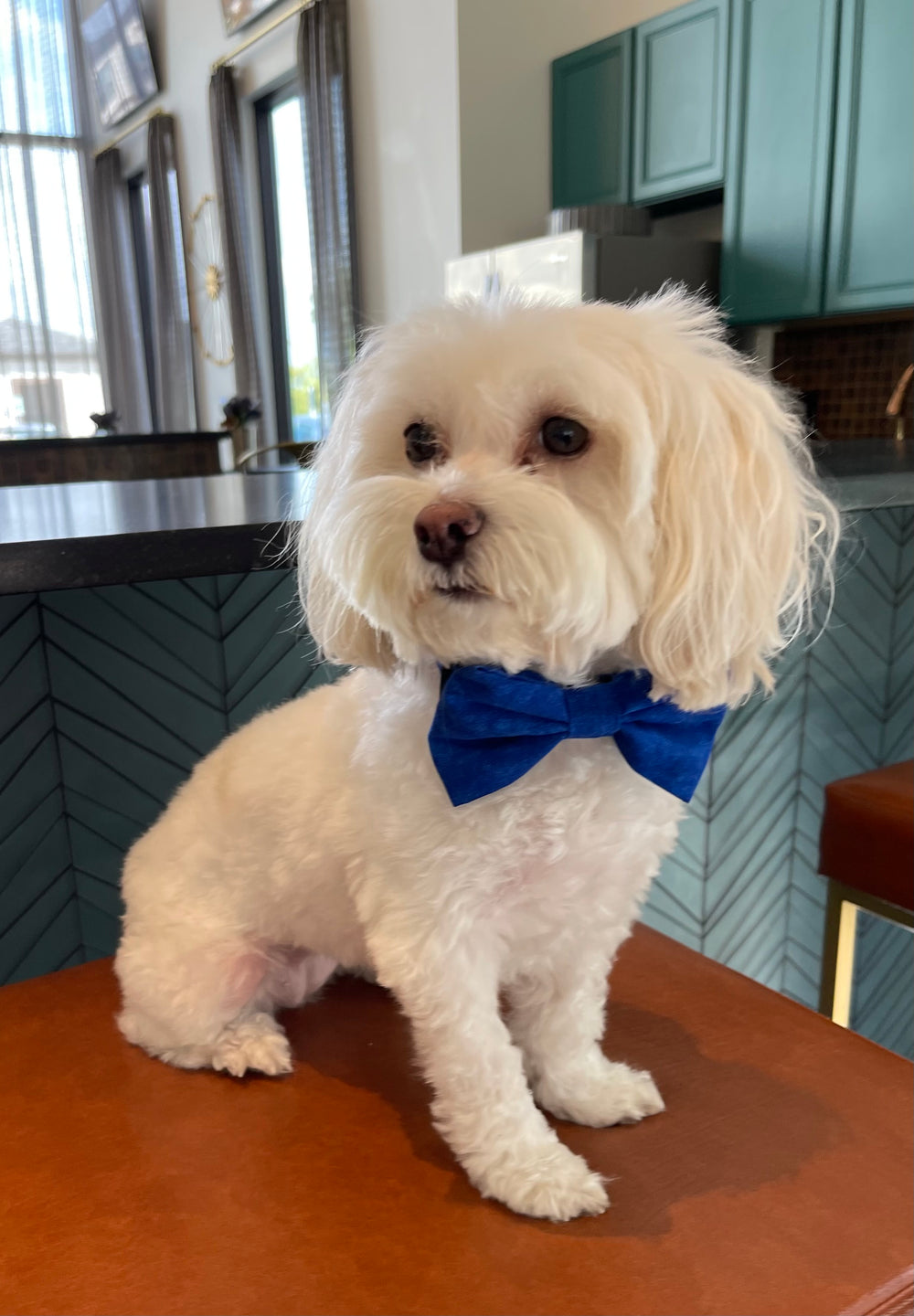 Blue Royalty Bowtie